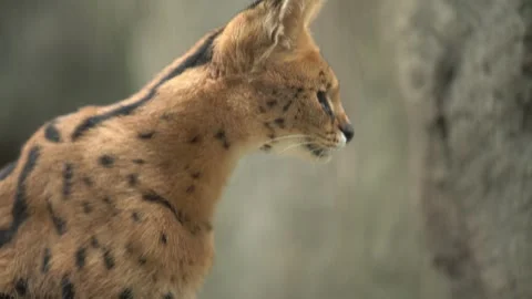 Cute serval. Endangered animals in their natural habitat Stock Footage 294954230