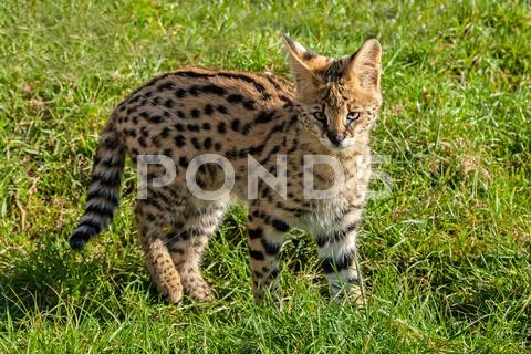 Cute serval kitten standing on grass Stock Photos