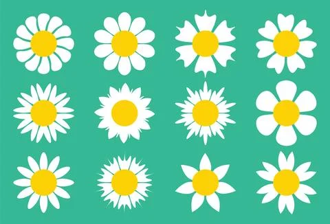 Cute set of simple white daisy flowers in flat cartoon style isolated on wh.. Stock Illustration