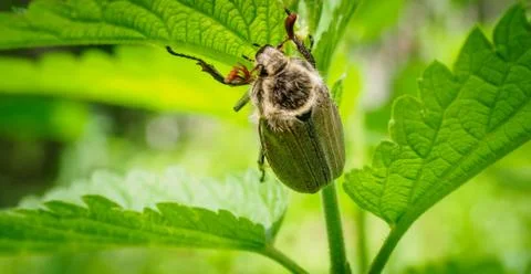 Cute Shaggy May Beetle Grows in the Sun. The Maybug Sits on the Stalk of the Stock Photos