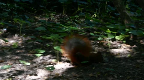 A cute shaky curious squirrel searching for food in the forest Stock Footage 68402905