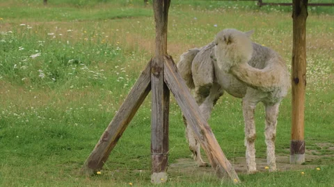 Cute sheared alpaca grazing in the corral with a baby 스톡 동영상 137029154