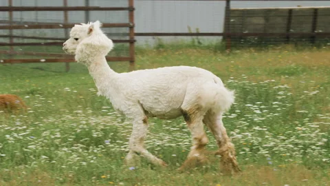 Cute sheared alpaca grazing in the corral and chewing the grass. 스톡 동영상 137029555