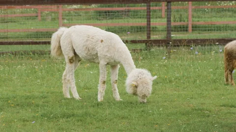 Cute sheared alpaca grazing in the corral with racka sheeps and chewing the 스톡 동영상 137029898