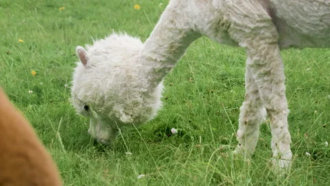 Cute sheared alpaca grazing in the meadow and chewing the grass. 스톡 동영상 137025271