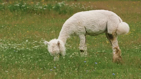 Cute sheared alpaca grazing in the meadow and chewing the grass. 스톡 동영상 137028735