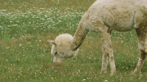 Cute sheared alpaca grazing in the meadow and chewing the grass. 스톡 동영상 137029329