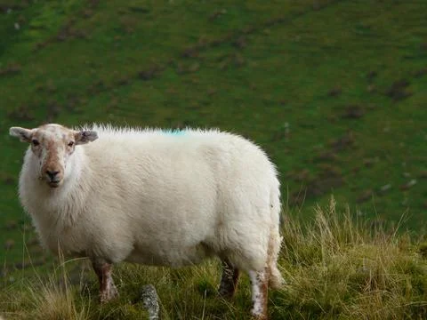 A cute sheep with brown patterns on its face with the blurred green field on  Stock Photos