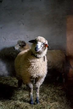 Cute sheep in dark barn looking at camera Stock-Fotos