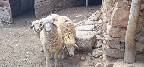 Cute sheep looking directly at the camera in a rural farmyard 動画素材 342027757