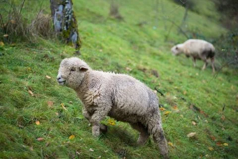 Cute sheep Foto stock