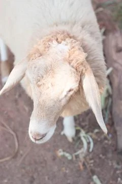 Cute sheep Foto stock