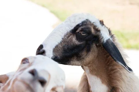 Cute sheep Stock Photos
