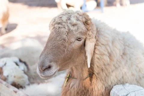 Cute sheep 스톡 사진