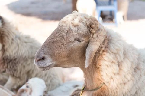 Cute sheep 스톡 사진