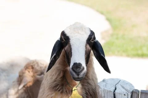 Cute sheep Foto stock