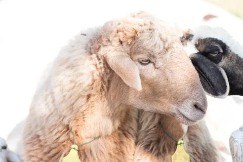 Cute sheep Foto stock