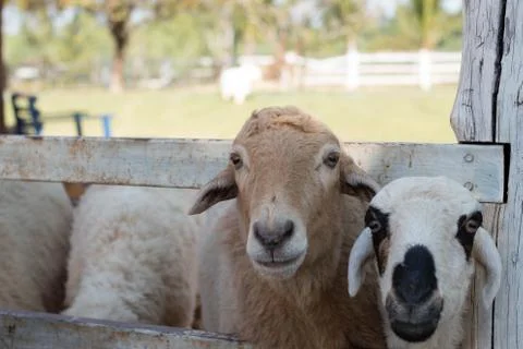 Cute sheep 스톡 사진