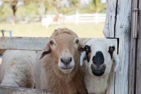 Cute sheep Foto stock