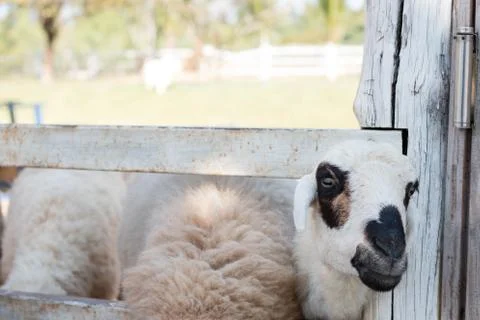 Cute sheep 스톡 사진