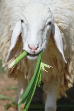 Cute sheep Stock Photos