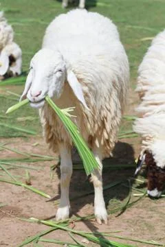Cute sheep Stock Photos