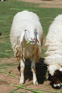 Cute sheep Stock Photos
