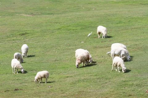 Cute sheep Foto stock