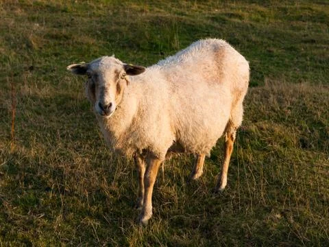 Cute sheep Stock Photos