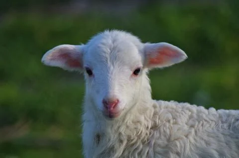 Cute sheep Stock Photos