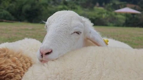 Cute sheep put its head on other sheep's body. Stock Footage 304649283