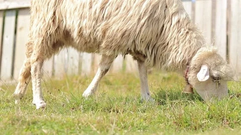 Cute sheep with thick wool eats grass on the lawn, close-up. Sheep eat grass Stock Footage 248775295