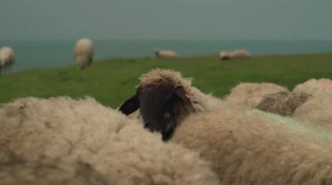 Cute Sheep Treading On Pan 4K Stock Footage 63558054