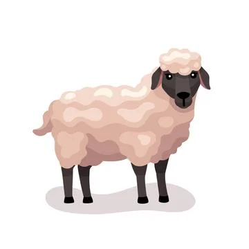 Cute Sheep vector flat illustration isolated on white background. Farm animal 스톡 일러스트