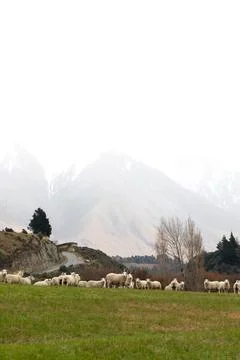Cute sheep with white wool graze on lush grass meadow Foto stock