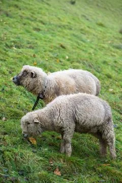 Cute sheeps Stock Photos