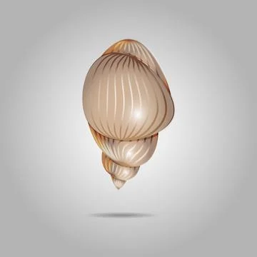 Cute shell of hermit crab. Isolated shell on a gray background Stock Illustration