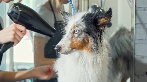 Cute Sheltie puppy getting its fur dried after washing by a professional groomer 動画素材 111348103