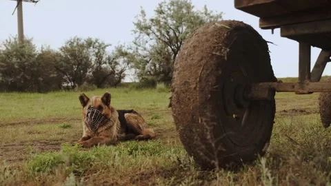 Cute shepherd dog in metal muzzle lies near dirty cart wheel 스톡 동영상 133504175