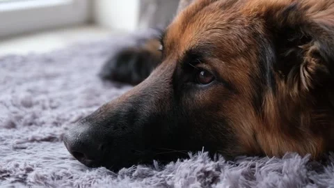 Cute shepherd dog resting on gray fluffy rug Stock Footage 330115387