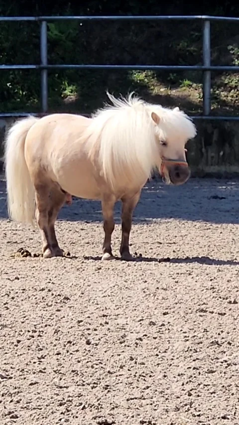 Cute Shetland pony Stock Footage 316190355
