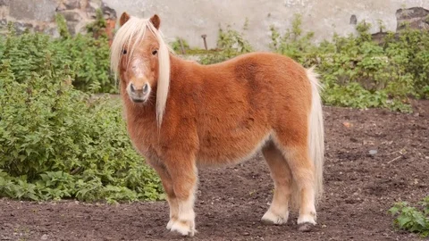 Cute Shetland Pony in Tensmuir, Scotland Stock Footage