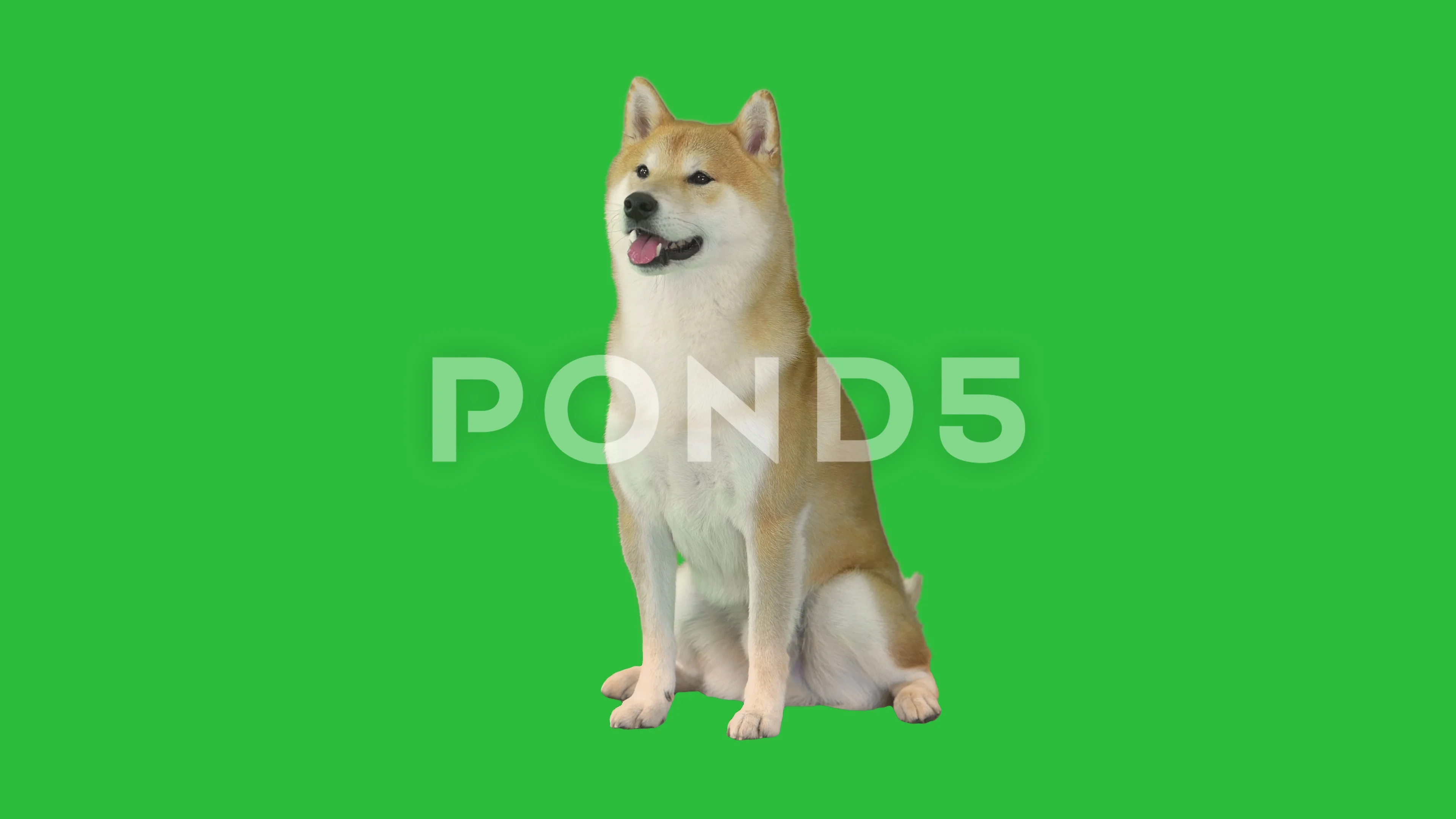 Cute Shiba Inu Dog Sitting Waiting On A Stock Video Pond5