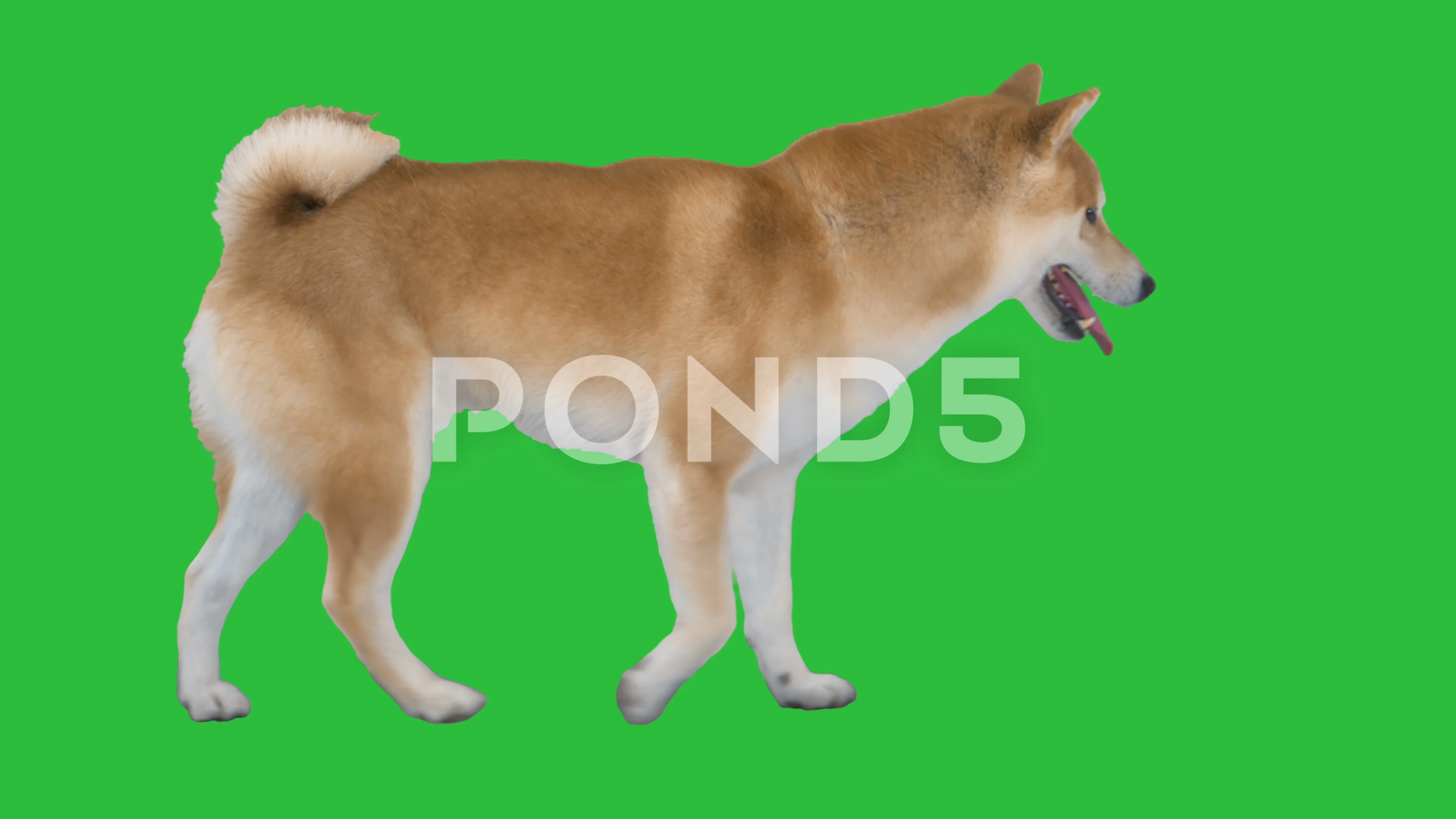 Cute Shiba Inu Dog Walking On A Green Sc Stock Video Pond5