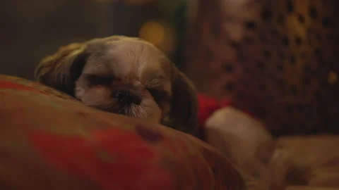 Cute Shih Tzu dog sleeping, waking up for few seconds and dozing off again Stock Footage