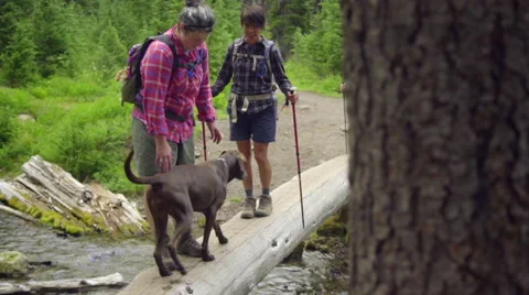 Cute shot of dog slipping on log into the water Stock Footage 59085405