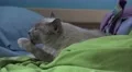 Cute Siamese Cat Big Eye Cleaing Paws On Bed Blankets And Pillows 02 4K 4k or 4k+ Resolution