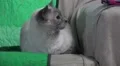 Cute Siamese Cat Big Eye On Sofa Looking To The Side HD HD Footage