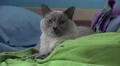 Cute Siamese Cat Big Eye Resting On Bed Blankets And Pillows HD HD Footage