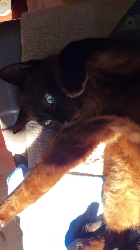 Cute siamese cat with blue eyes yawning and stretching in a warm sunbeam Vidéo 335453411